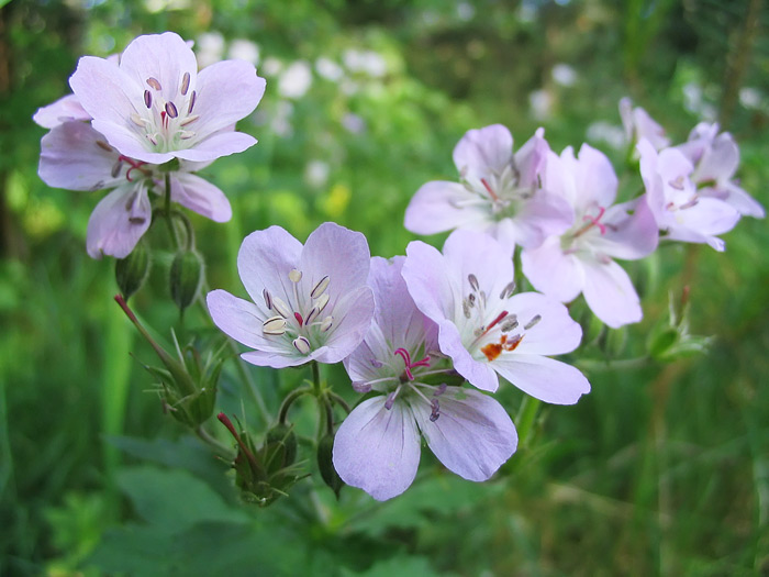 Изображение особи Geranium sylvaticum.