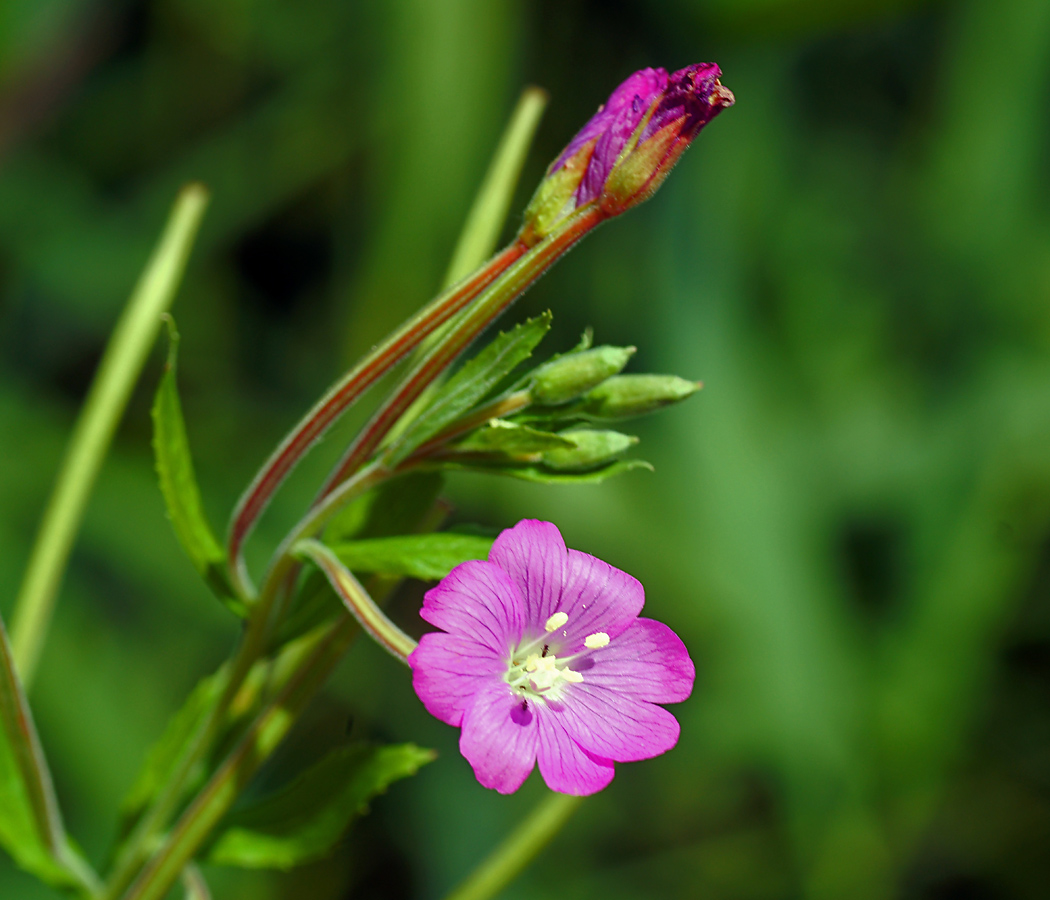 Изображение особи Epilobium hirsutum.