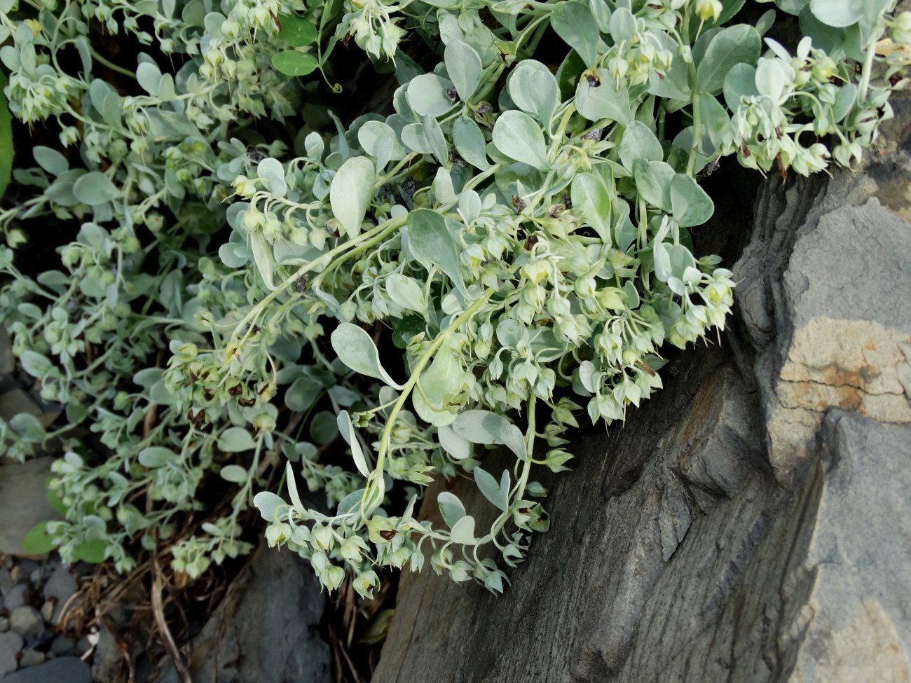 Изображение особи Mertensia maritima.