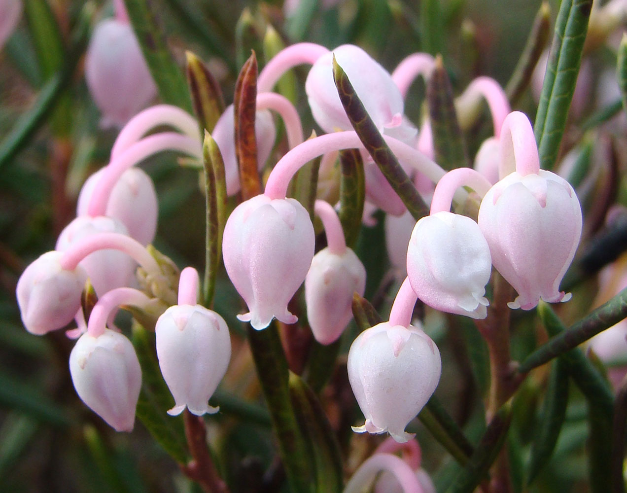 Image of Andromeda polifolia specimen.