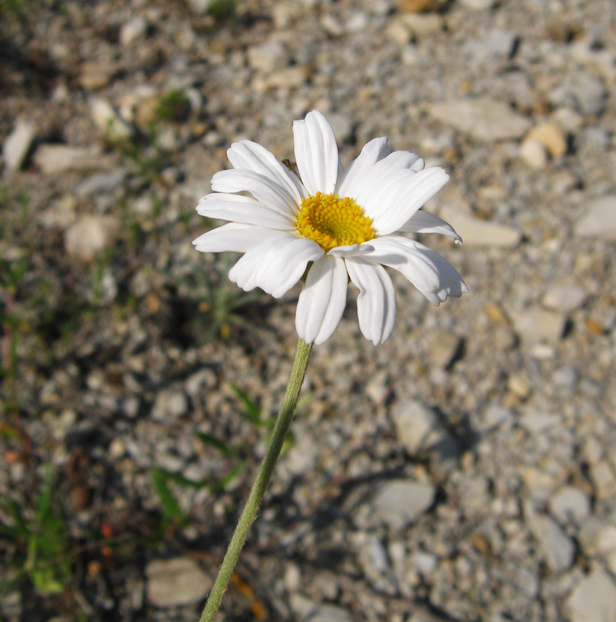 Image of Pyrethrum poteriifolium specimen.