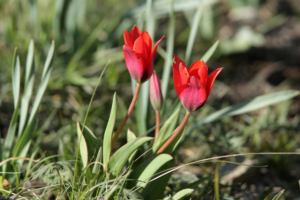 Image of genus Tulipa specimen.