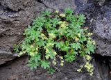 Alchemilla alpina