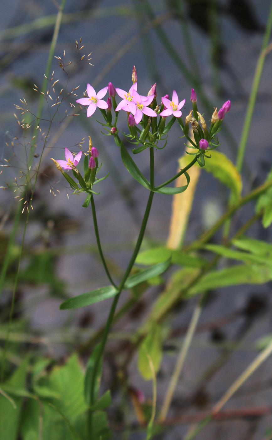 Image of Centaurium erythraea specimen.