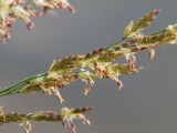 Glyceria maxima