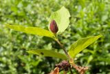 Calycanthus occidentalis. Верхушка побега с бутоном. Калининград, Ботанический сад БФУ им. И. Канта, в культуре. 26.07.2016.