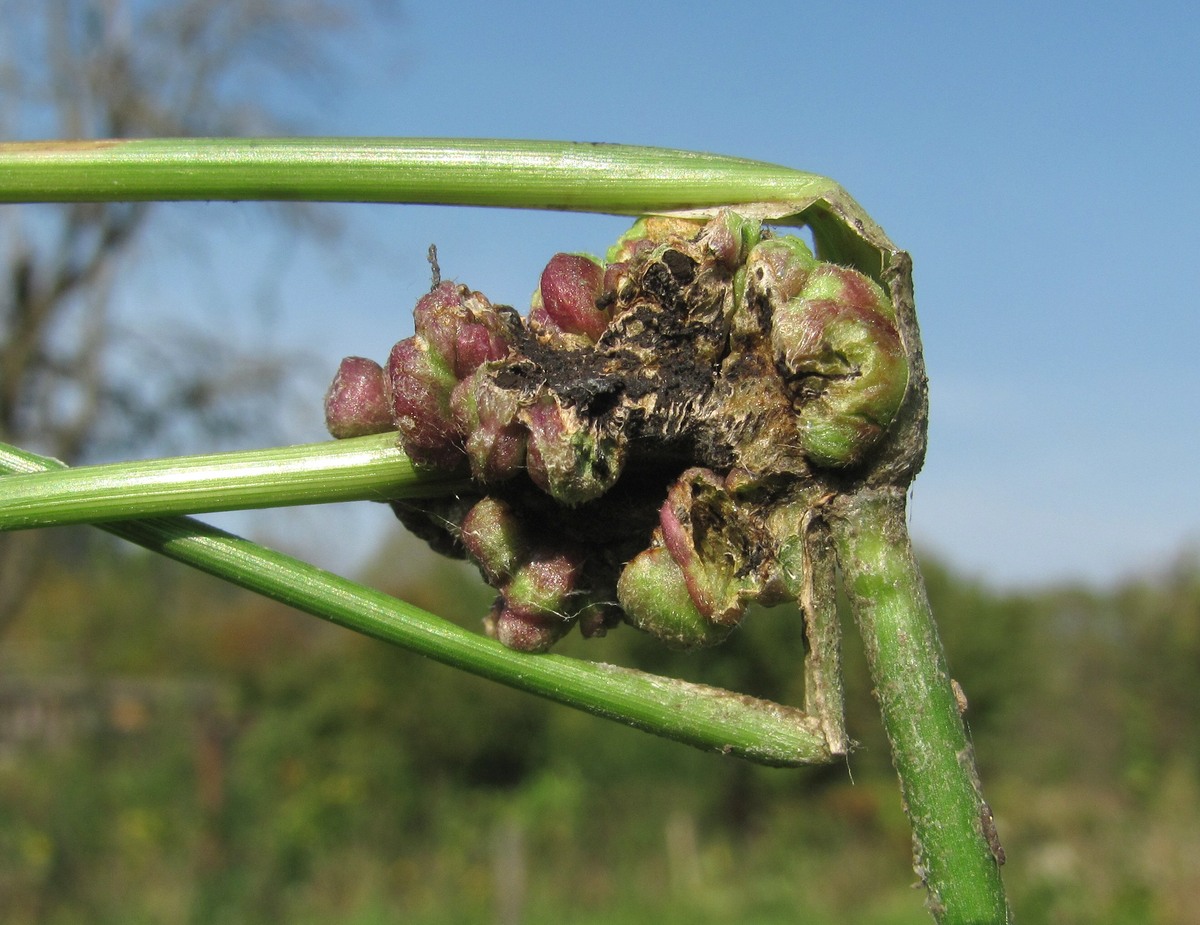 Image of Echinochloa crus-galli specimen.