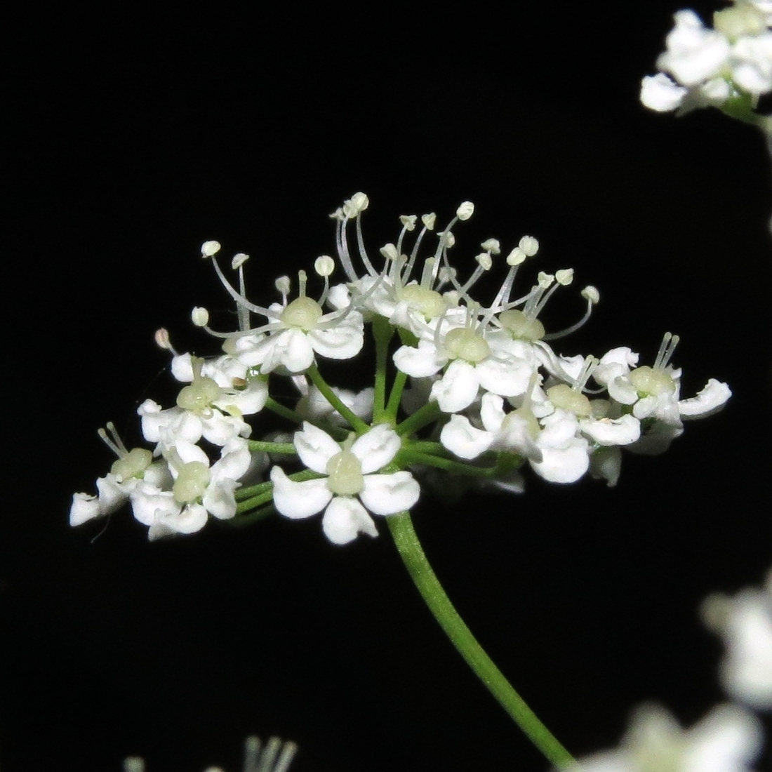 Изображение особи Pimpinella saxifraga.