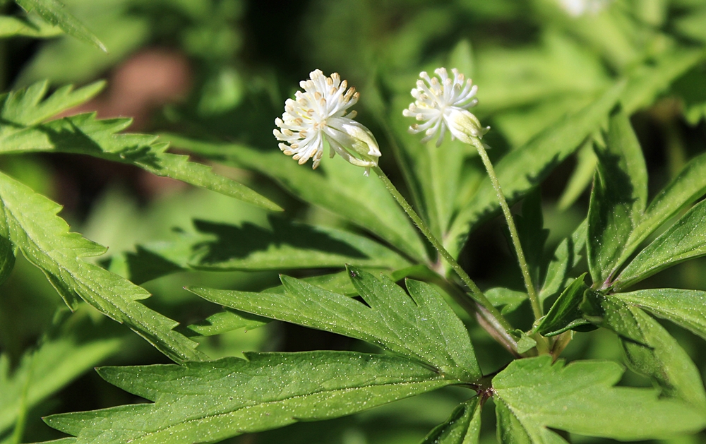 Изображение особи Anemone reflexa.