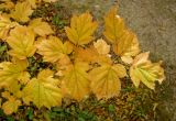 Sorbus torminalis. Веточка с листьями в осенней раскраске. Краснодарский край, г. Новороссийск, окр. с. Широкая Балка. 29.10.2016.