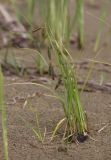 Carex cryptocarpa. Плодоносящее растение. Приморский край, г. Находка, устье р. Партизанская на правом берегу, приморская отмель. 04.06.2016.