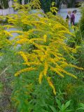 Solidago canadensis