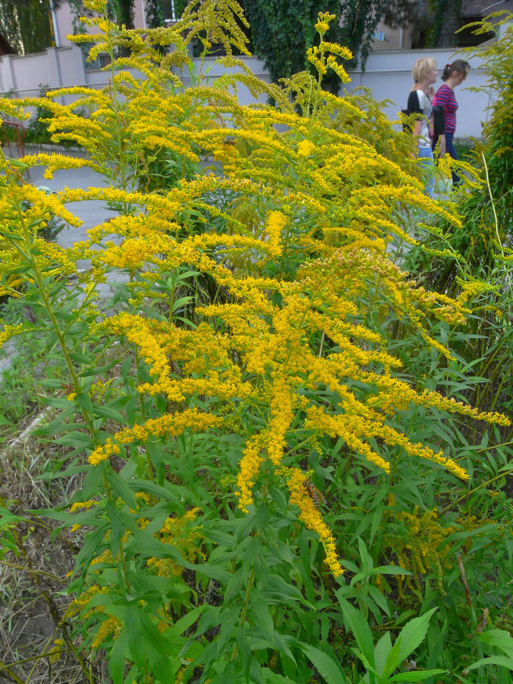 Изображение особи Solidago canadensis.