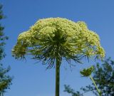 Daucus sativus. Верхушка побега с соцветием. Восточный Казахстан, Уланский р-н, с. Украинка, дачный участок. 07.07.2016.