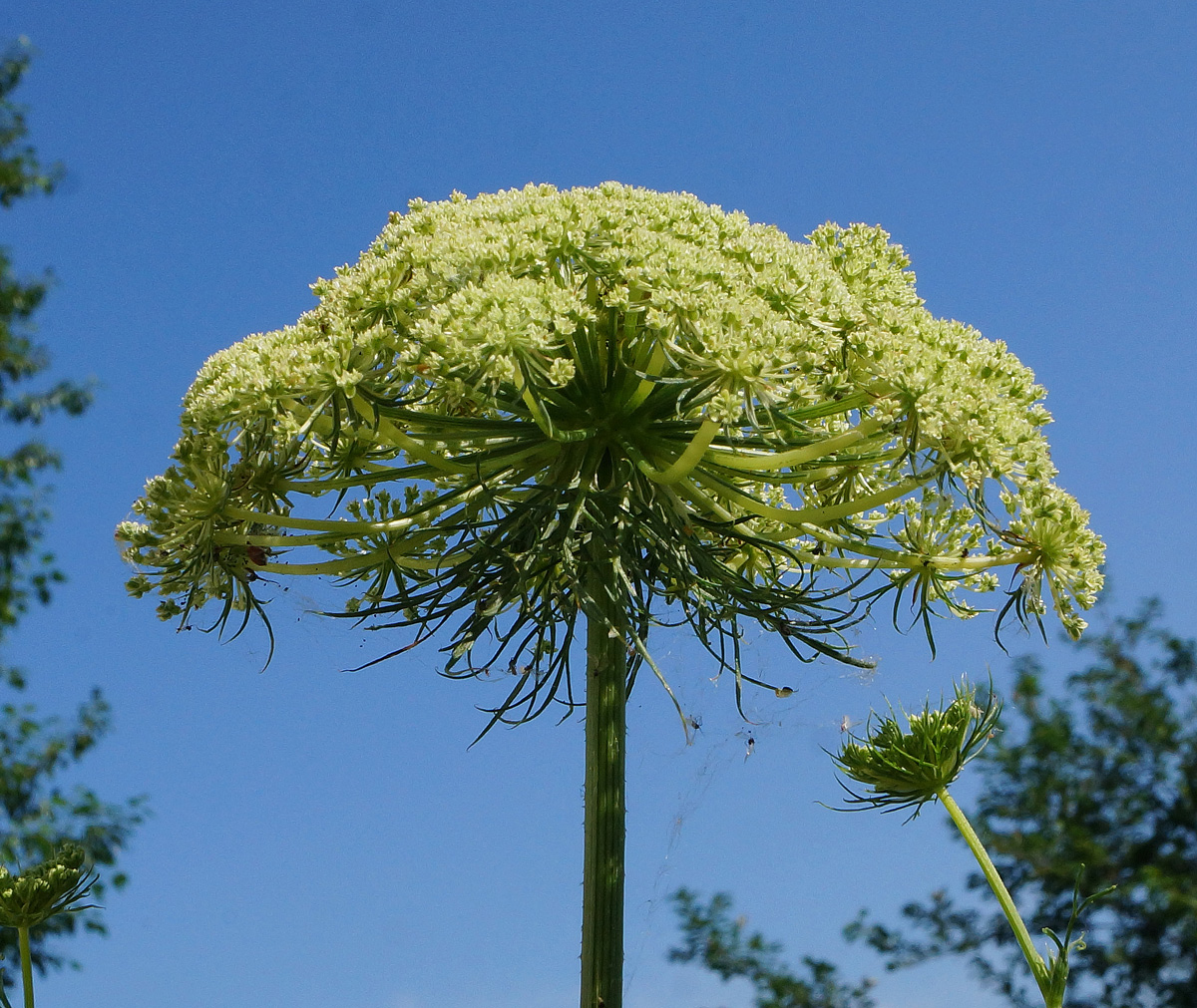 Изображение особи Daucus sativus.