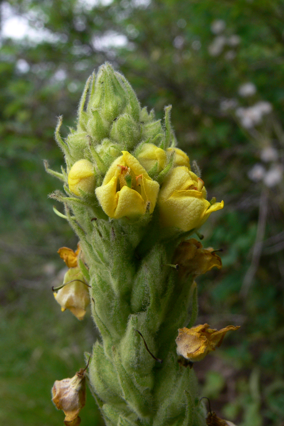 Image of Verbascum thapsus specimen.