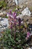 Pedicularis violascens