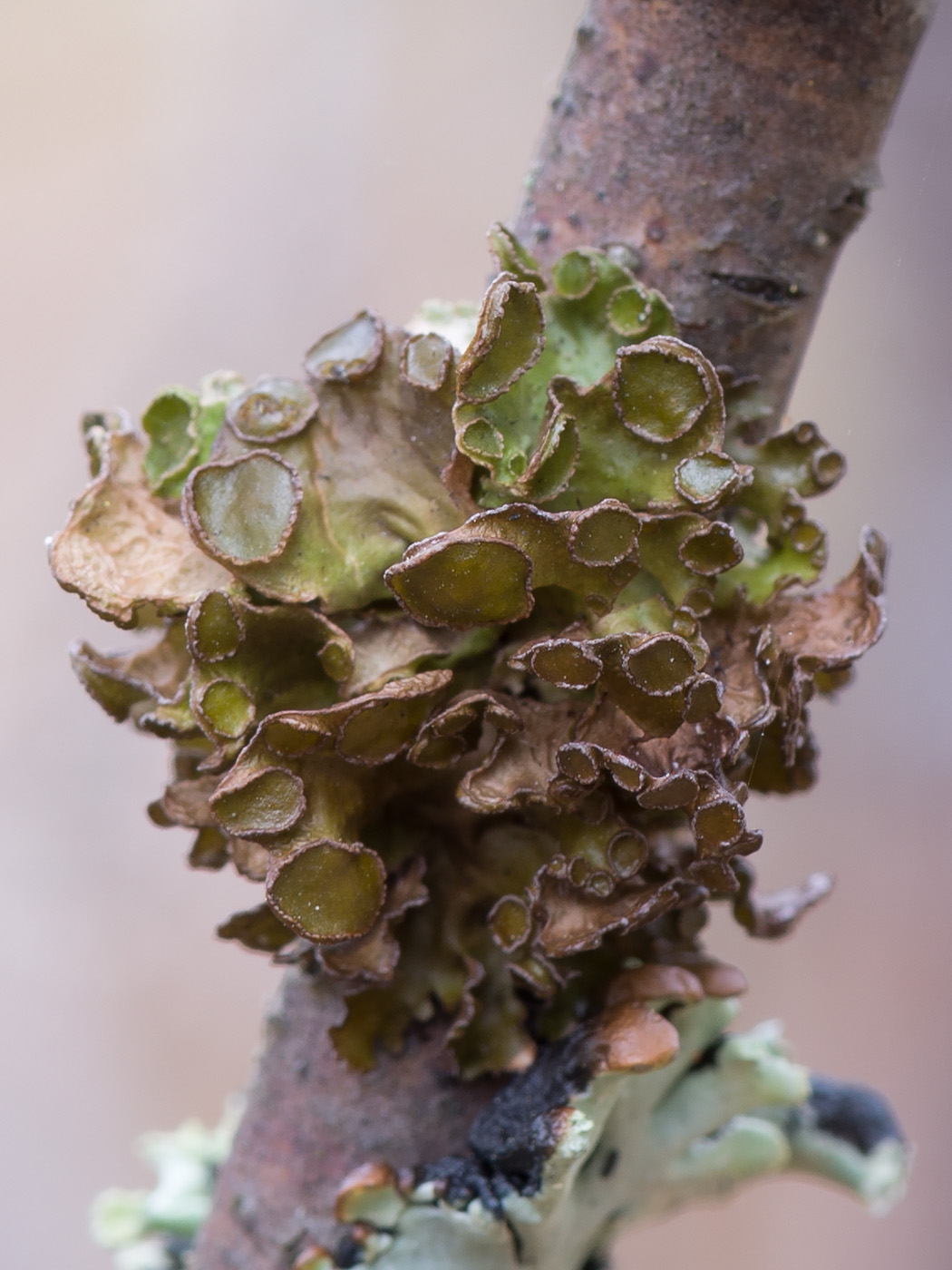 Image of Cetraria sepincola specimen.