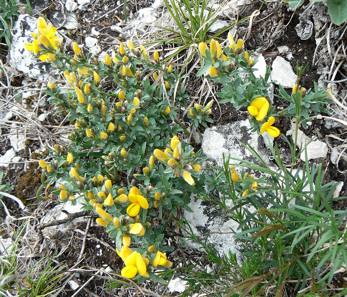 Image of Genista angustifolia specimen.