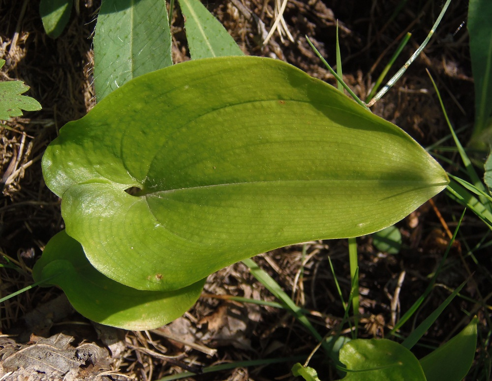 Изображение особи Maianthemum bifolium.