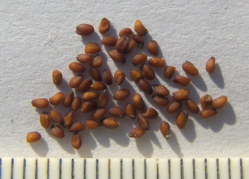 Image of Camelina microcarpa specimen.