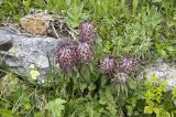 Pedicularis wilhelmsiana. Цветущие растения. Кабардино-Балкарская республика, Приэльбрусье, правый берег реки Азау, чуть выше пос. Терскол, выс. ок. 2150 м н.у.м. 11 июня 2008 г.