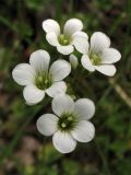 Saxifraga granulata. Цветки. ФРГ, земля Северный Рейн-Вестфалия, р-н Ойскирхен, окр. г. Бад-Мюнстерайфель, травянистый склон у обочины дороги. 27 мая 2010 г.