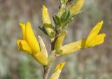 genus Chamaecytisus. Часть побега с цветками. Украина, Запорожская обл., Запорожский р-н, Малоекатериновское охотничье-рыболовное хозяйство, степь, возвышенность. 17.04.2016.