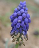 Muscari armeniacum