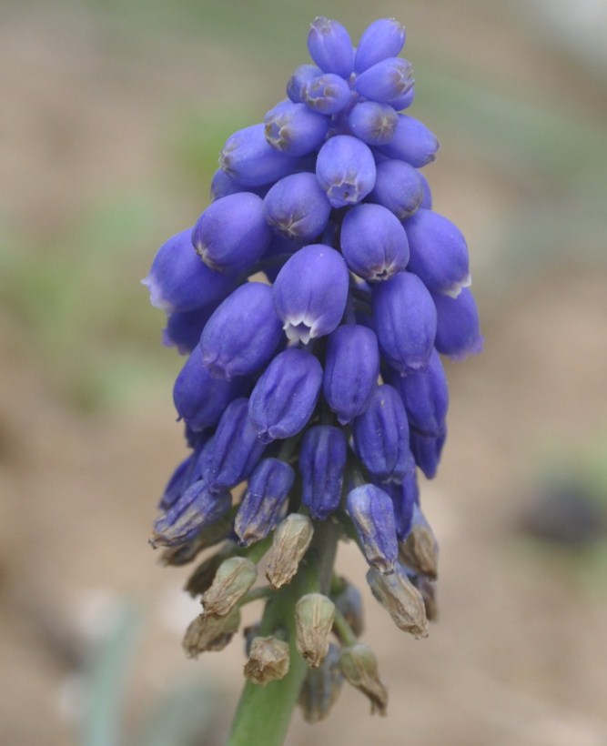 Изображение особи Muscari armeniacum.