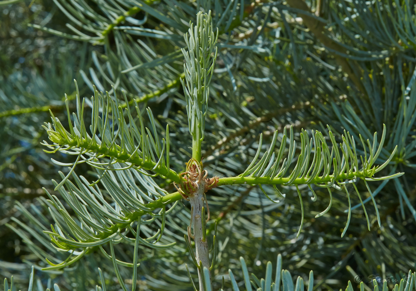 Изображение особи Abies concolor.