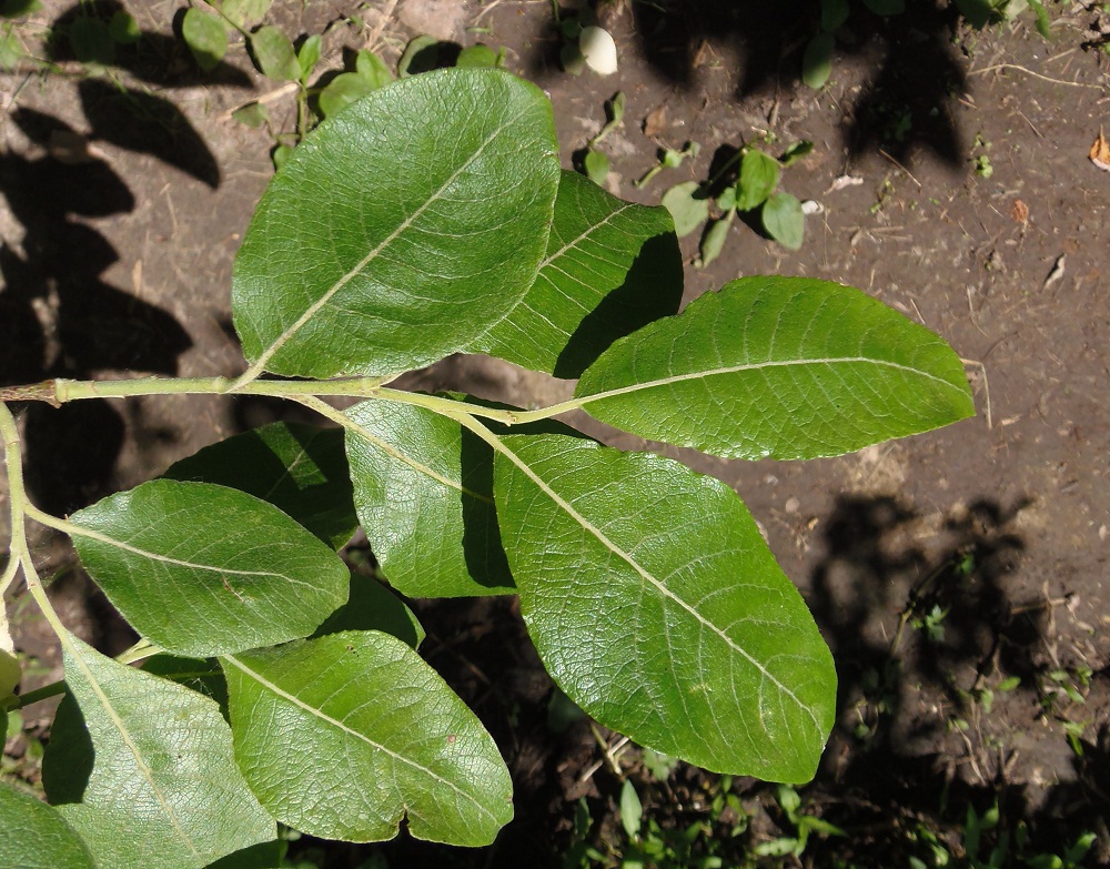 Image of Salix caprea specimen.