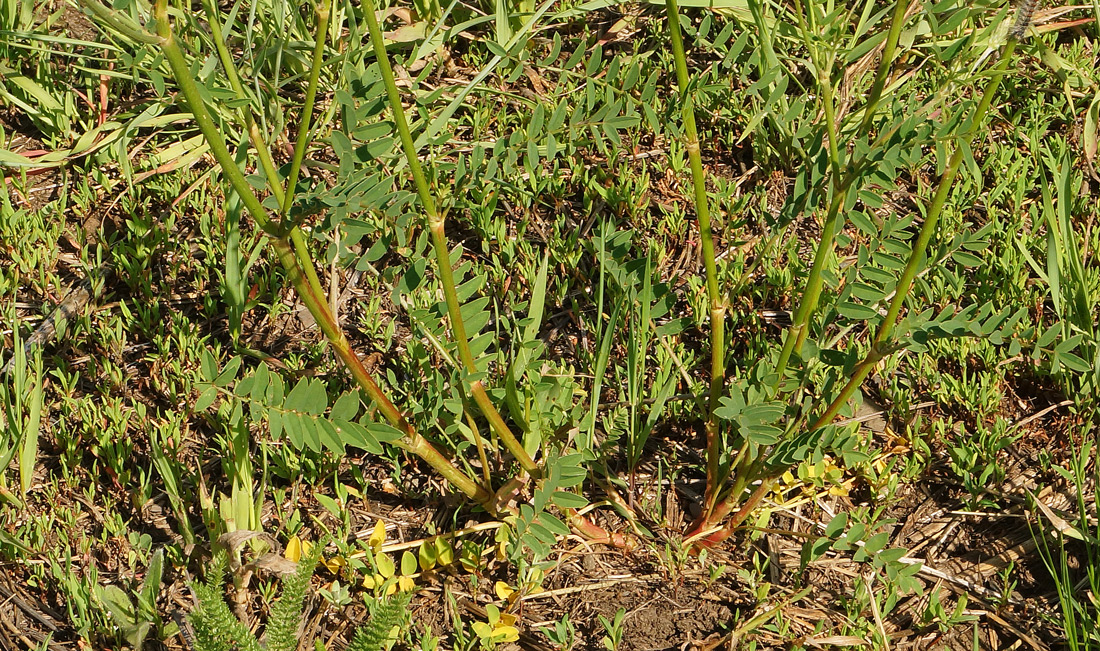 Image of Onobrychis viciifolia specimen.