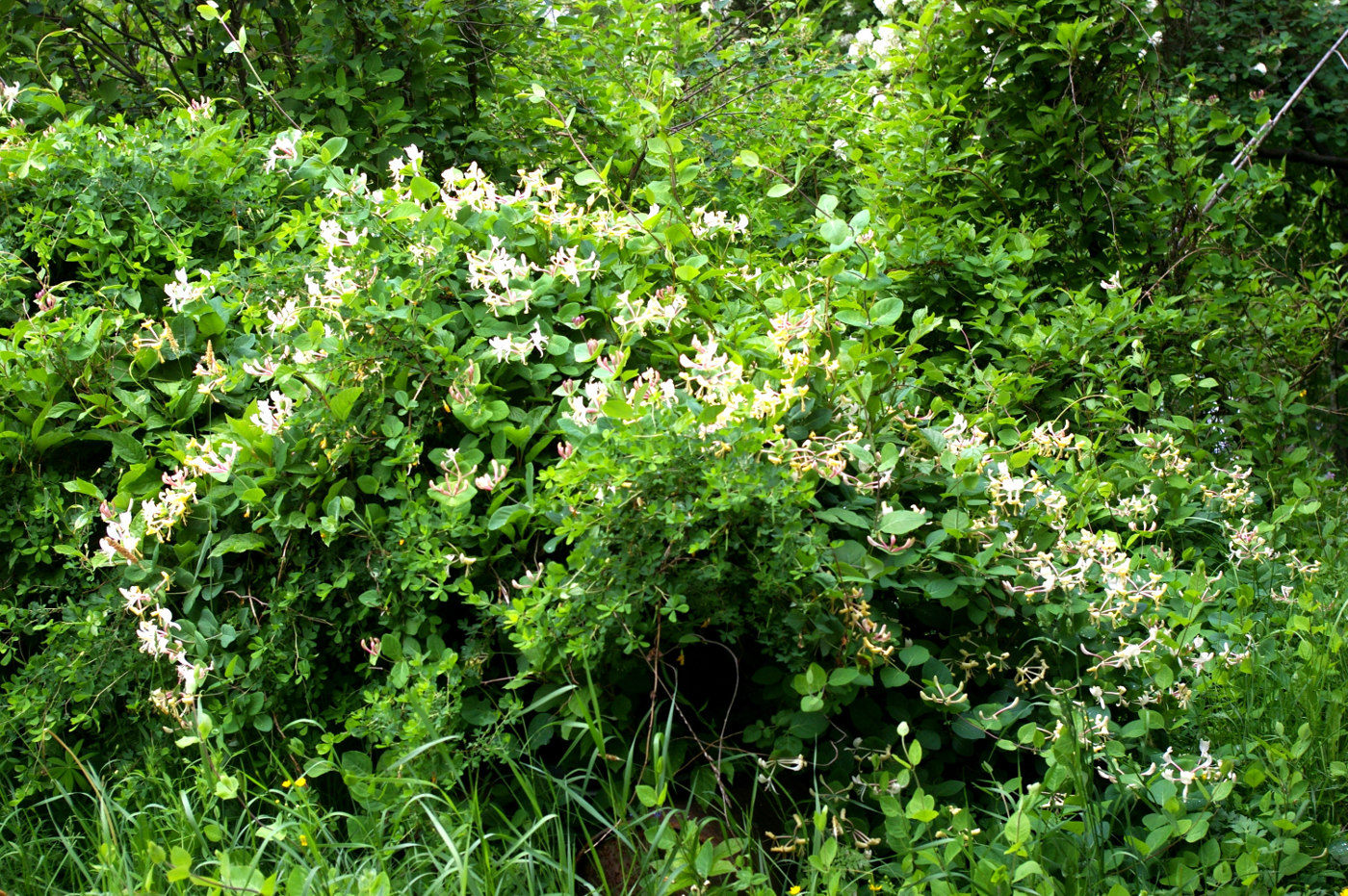 Изображение особи Lonicera caprifolium.