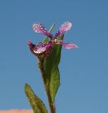 Chorispora tenella