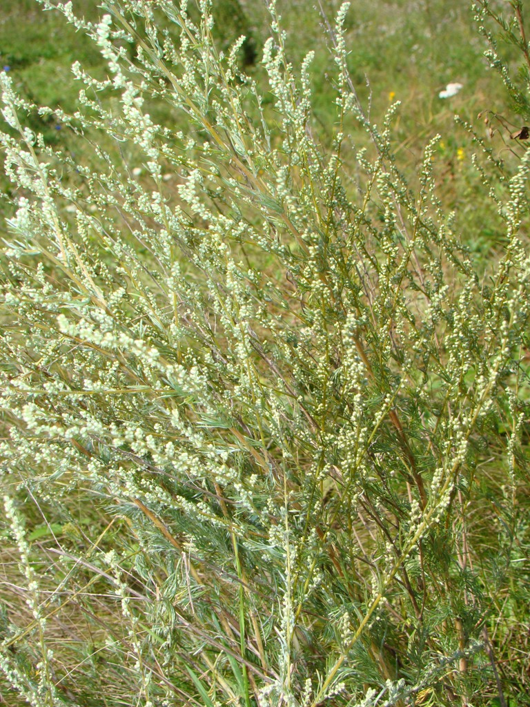 Изображение особи Artemisia campestris.