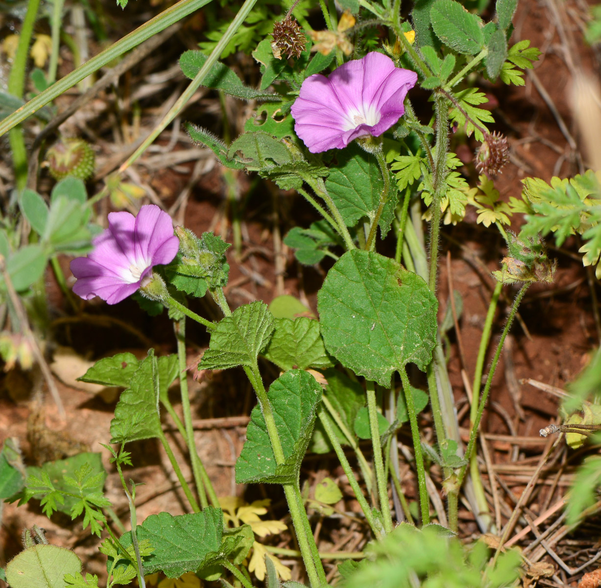 Изображение особи Convolvulus coelesyriacus.