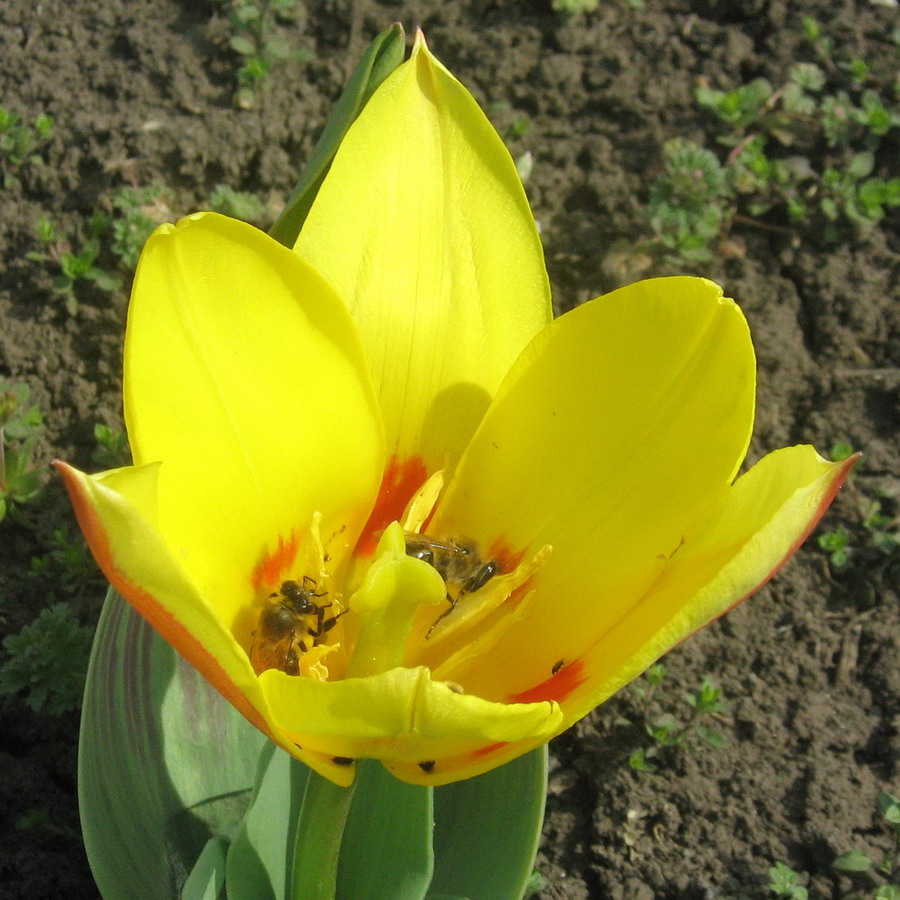 Image of genus Tulipa specimen.