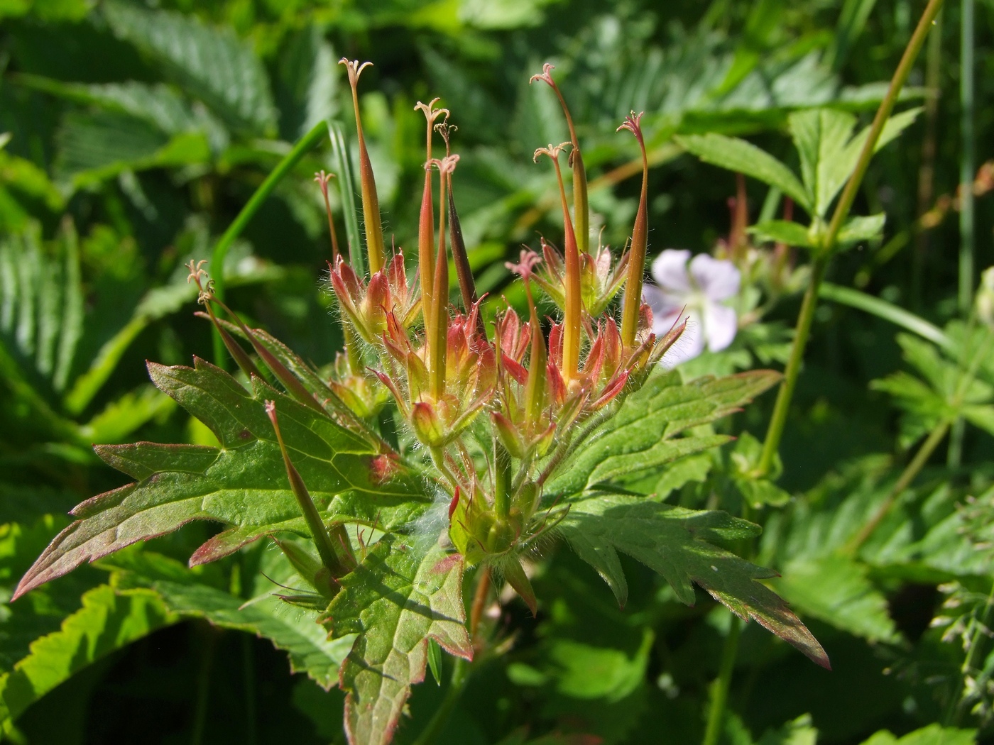 Изображение особи Geranium erianthum.