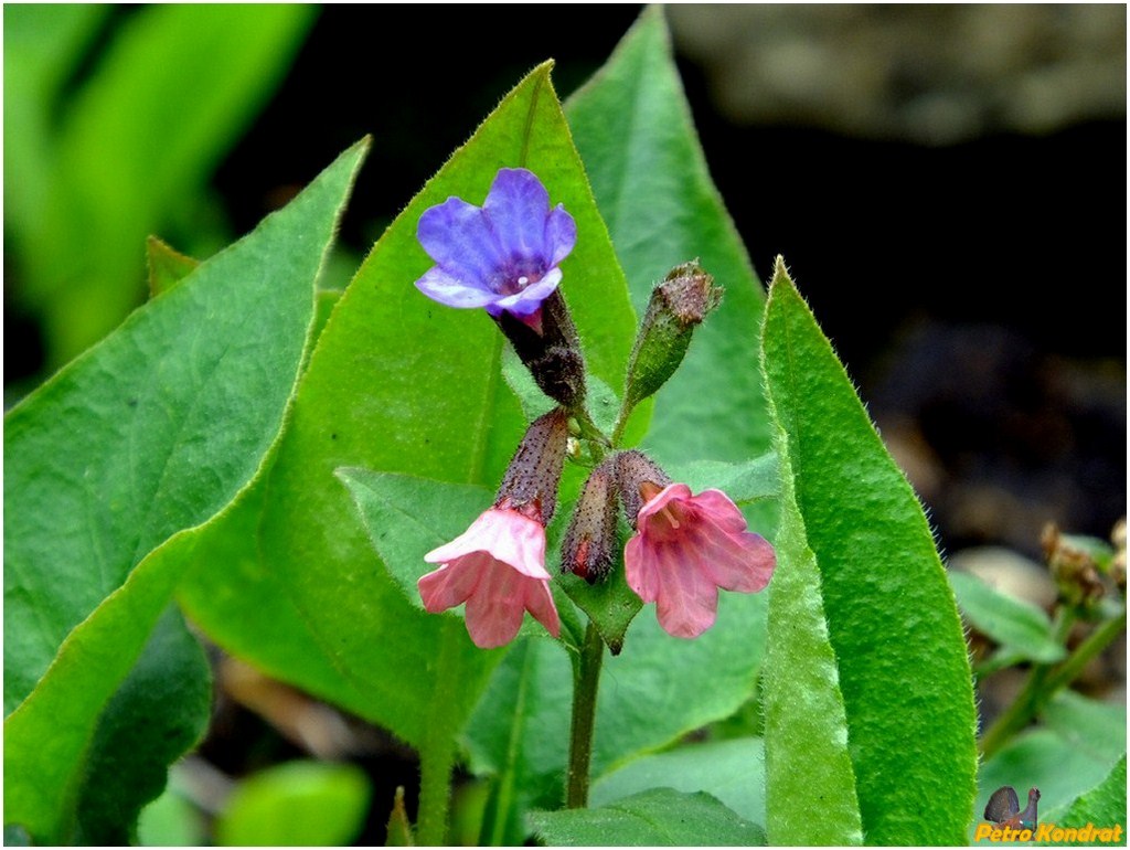 Image of Pulmonaria obscura specimen.