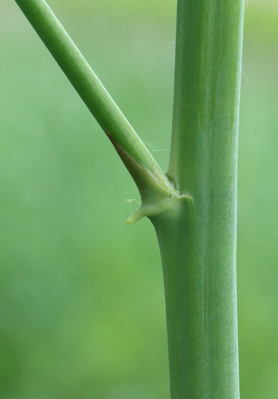 Изображение особи Asparagus officinalis.