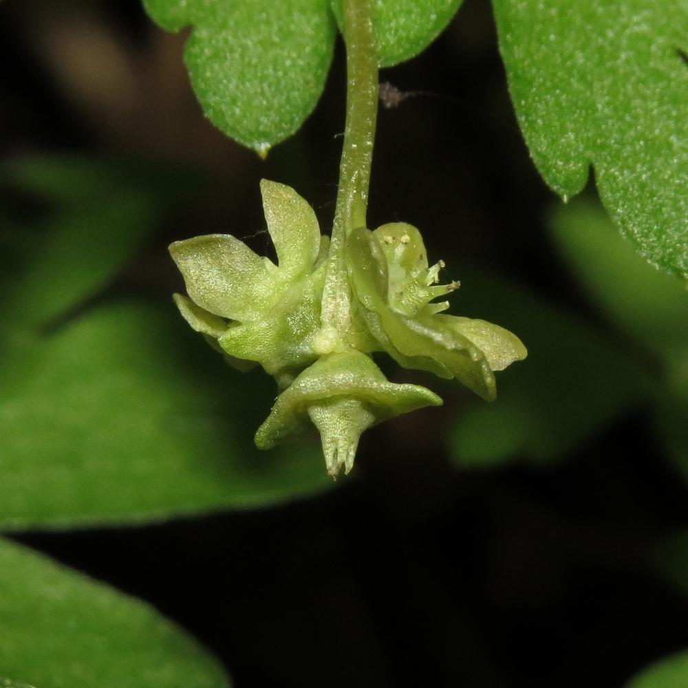 Image of Adoxa moschatellina specimen.