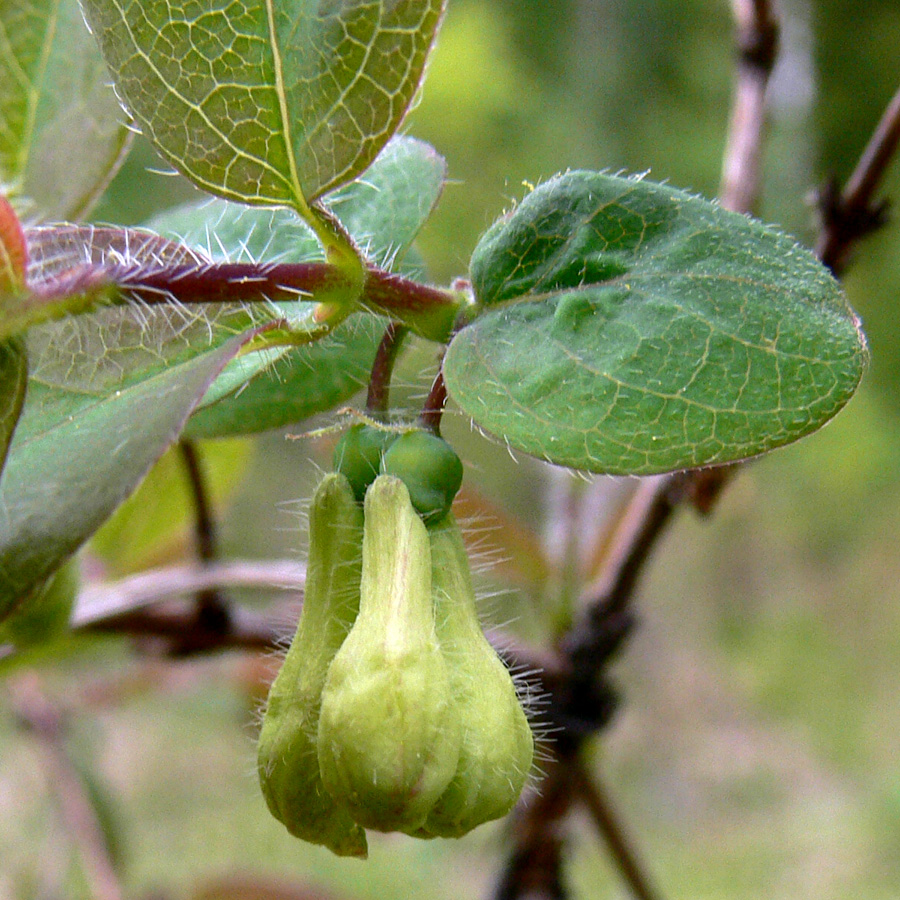 Image of Lonicera &times; subarctica specimen.