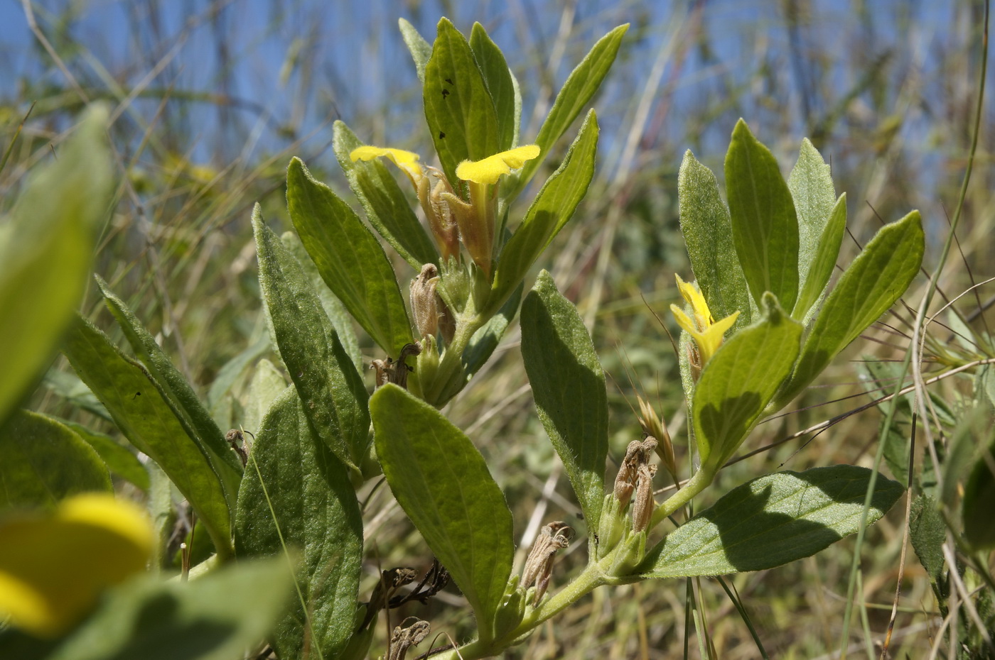 Image of Ajuga salicifolia specimen.