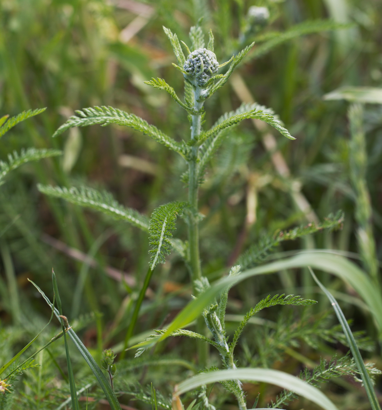 Image of Achillea millefolium specimen.