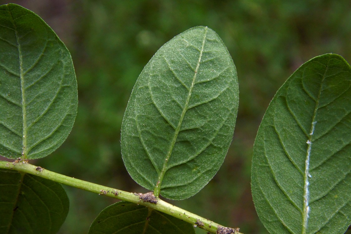 Image of Astragalus glycyphyllos specimen.