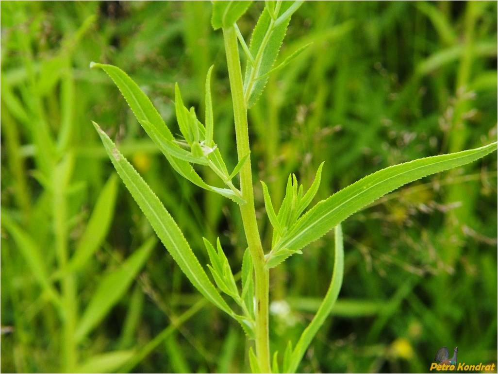 Image of Achillea ptarmica specimen.