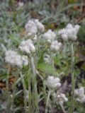 Antennaria dioica