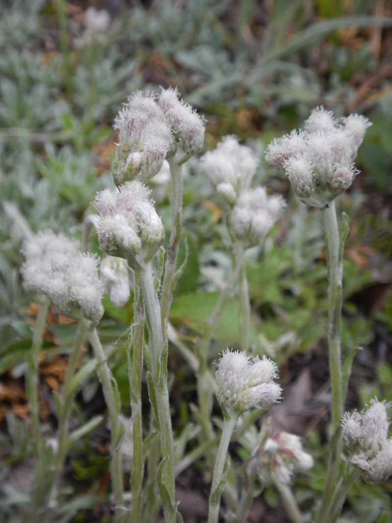 Изображение особи Antennaria dioica.