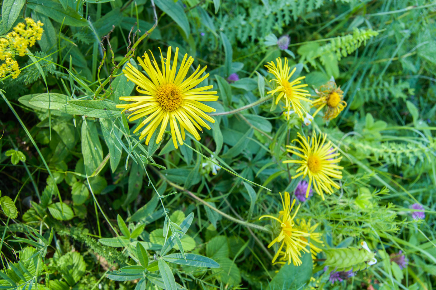 Image of Inula hirta specimen.